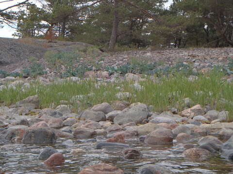 Image of sea kale