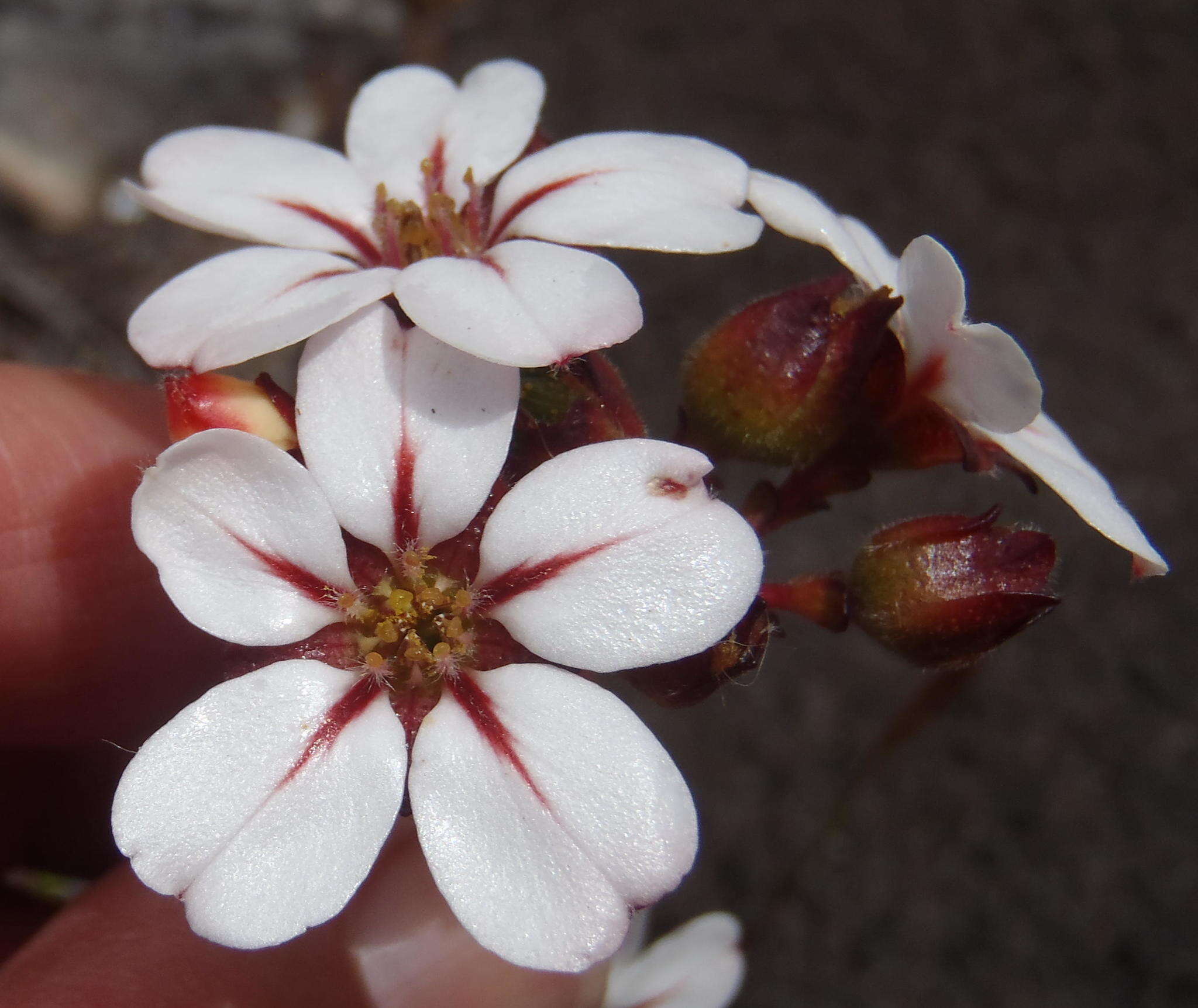 Image of Adenandra villosa subsp. orbicularis Strid