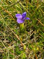 Gentianopsis ciliata (L.) Ma的圖片