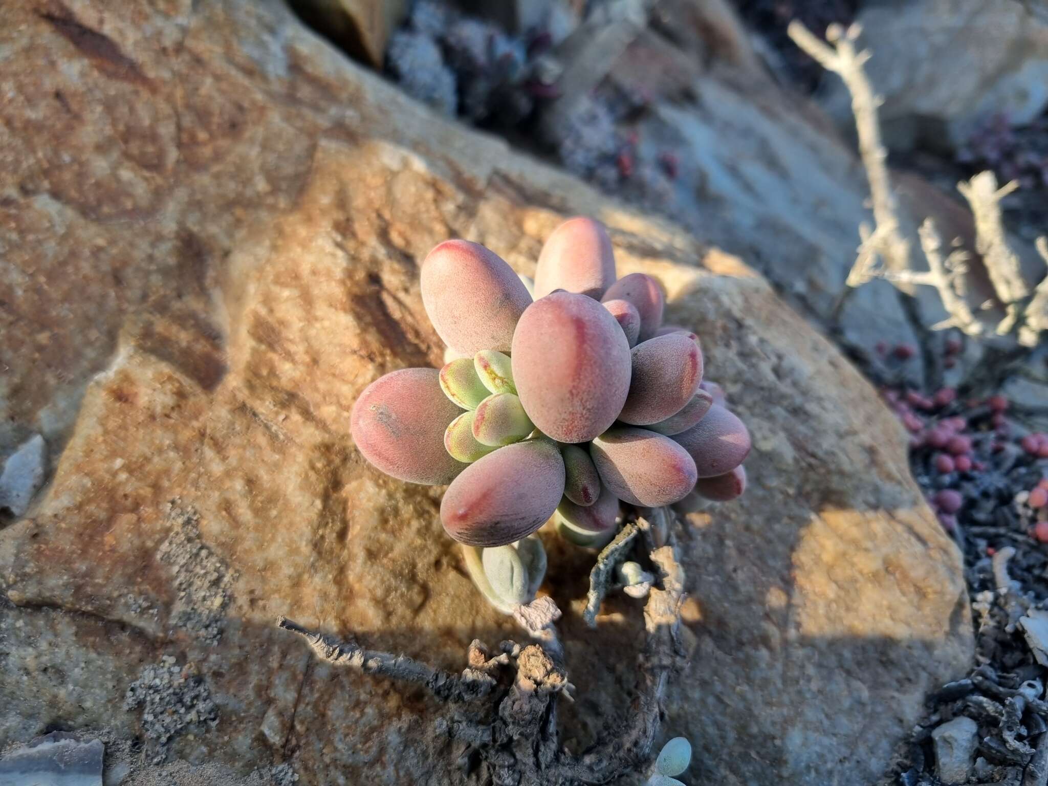 Crassula namaquensis Schönl. & Baker fil. resmi