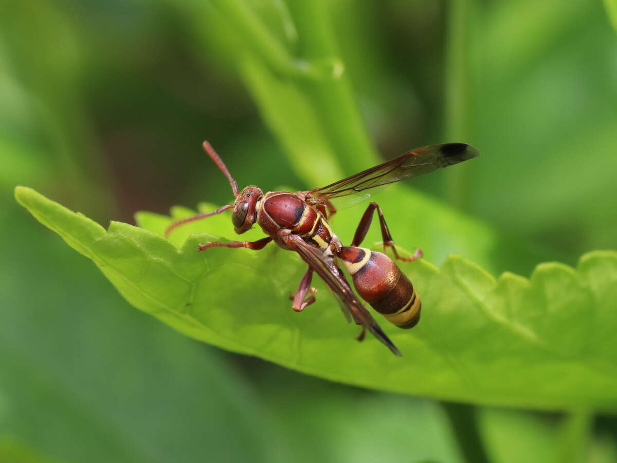 Image of Polistes stigma (Fabricius 1793)