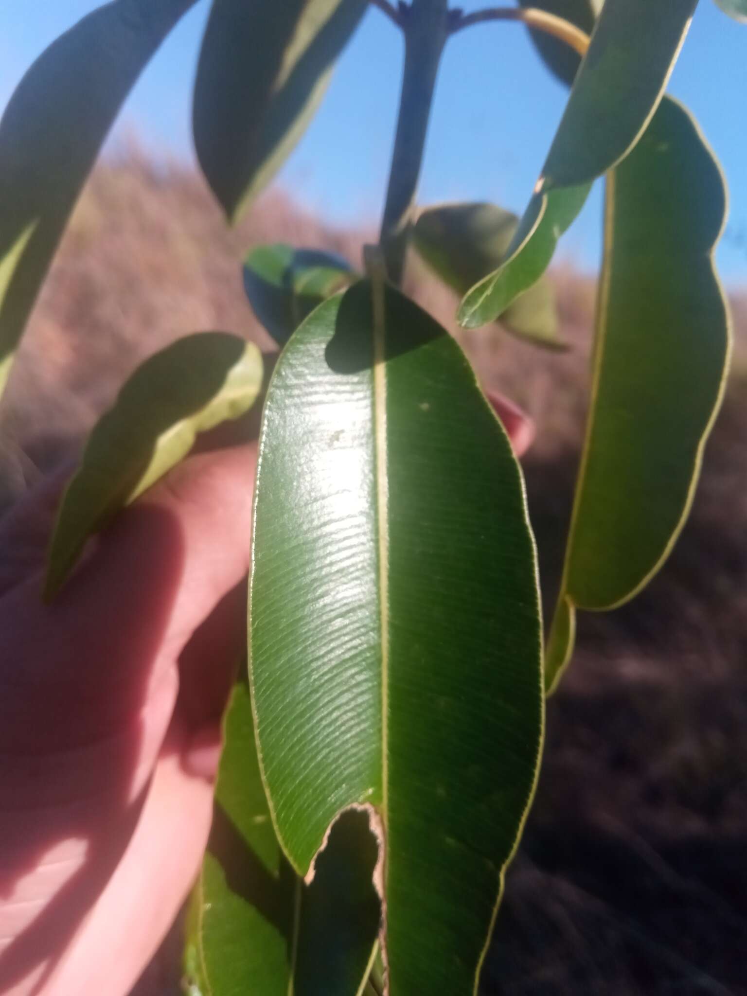 Image de Calophyllum vernicosum P. F. Stevens