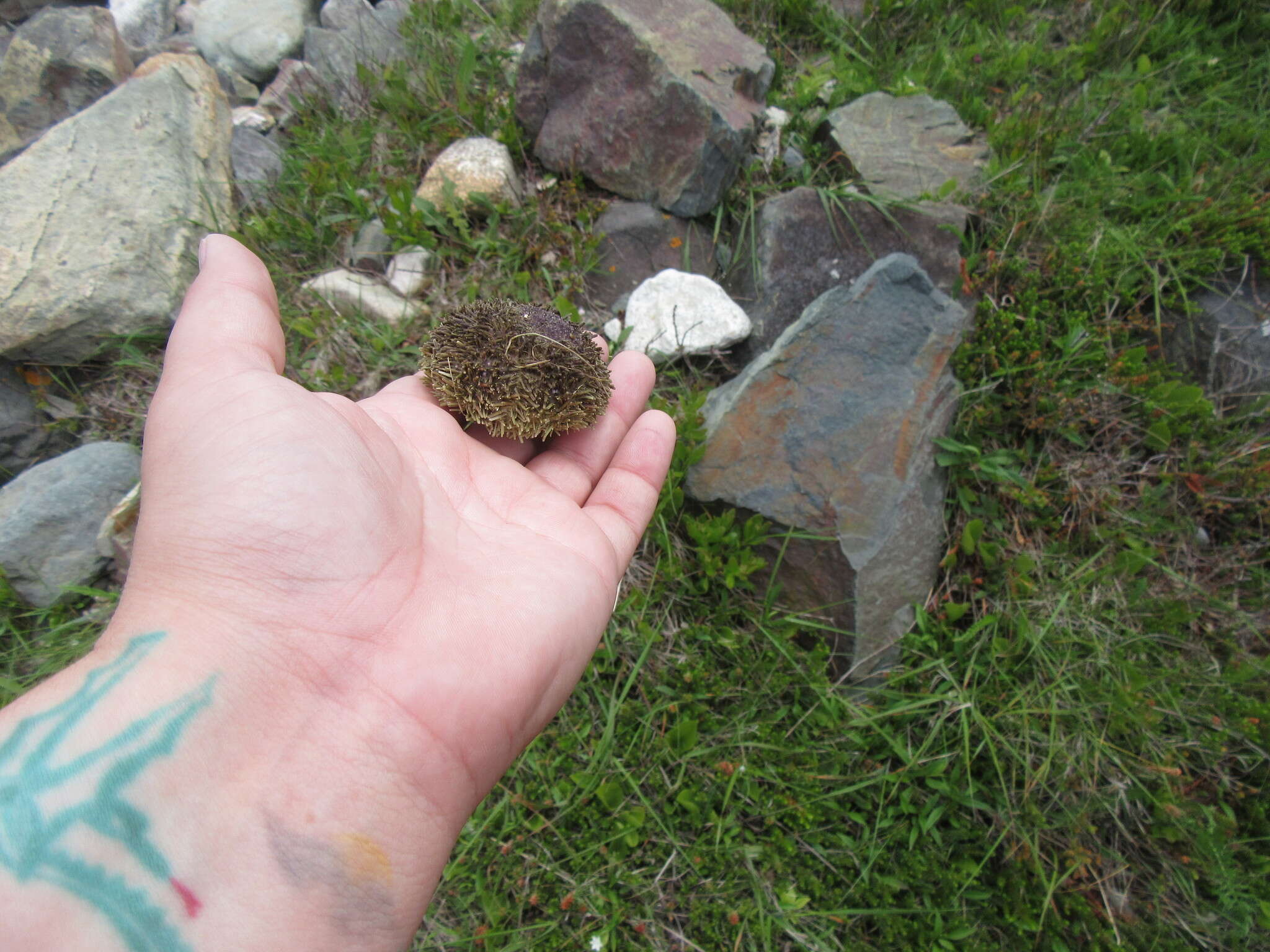 Image of green sea urchin