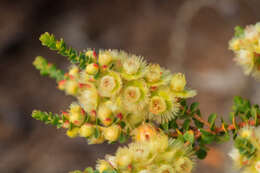 Image de Verticordia chrysostachys var. pallida A. S. George