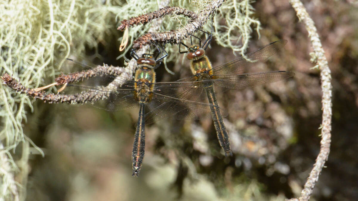 Image of American Emerald