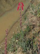 Слика од Watsonia aletroides (Burm. fil.) Ker Gawl.