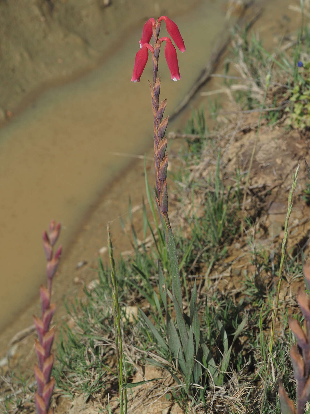 Слика од Watsonia aletroides (Burm. fil.) Ker Gawl.