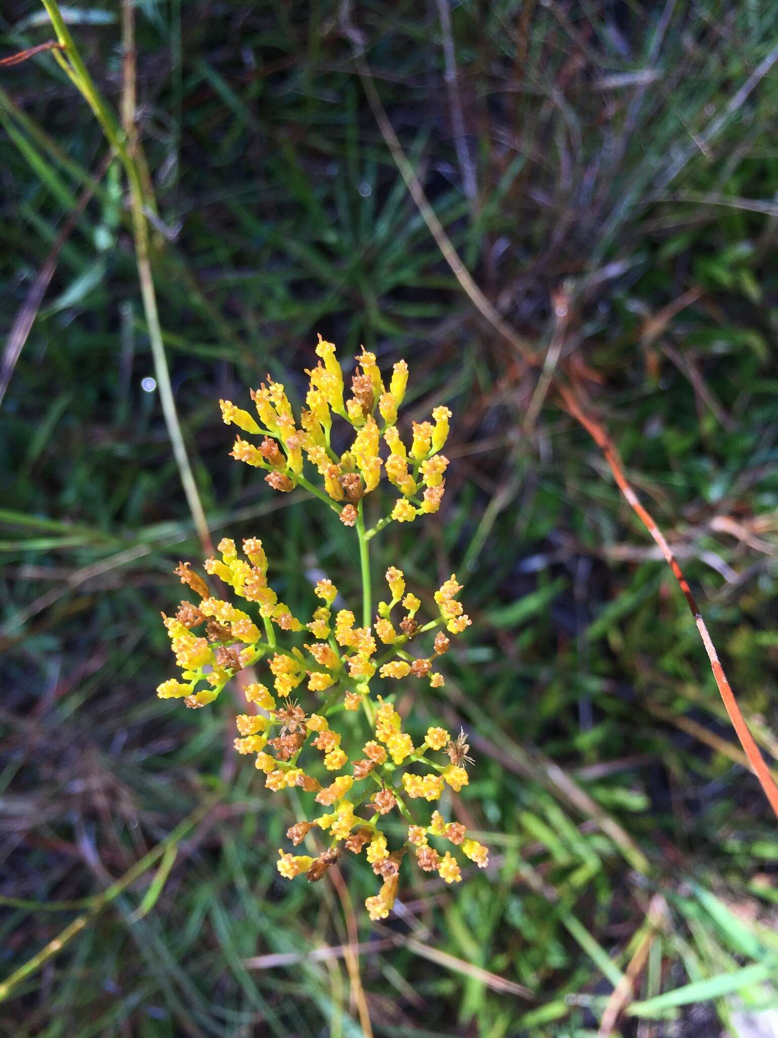 Image of Pineland Rayless-Goldenrod