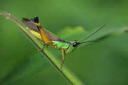 Image of Ceracris nigricornis Walker & F. 1870