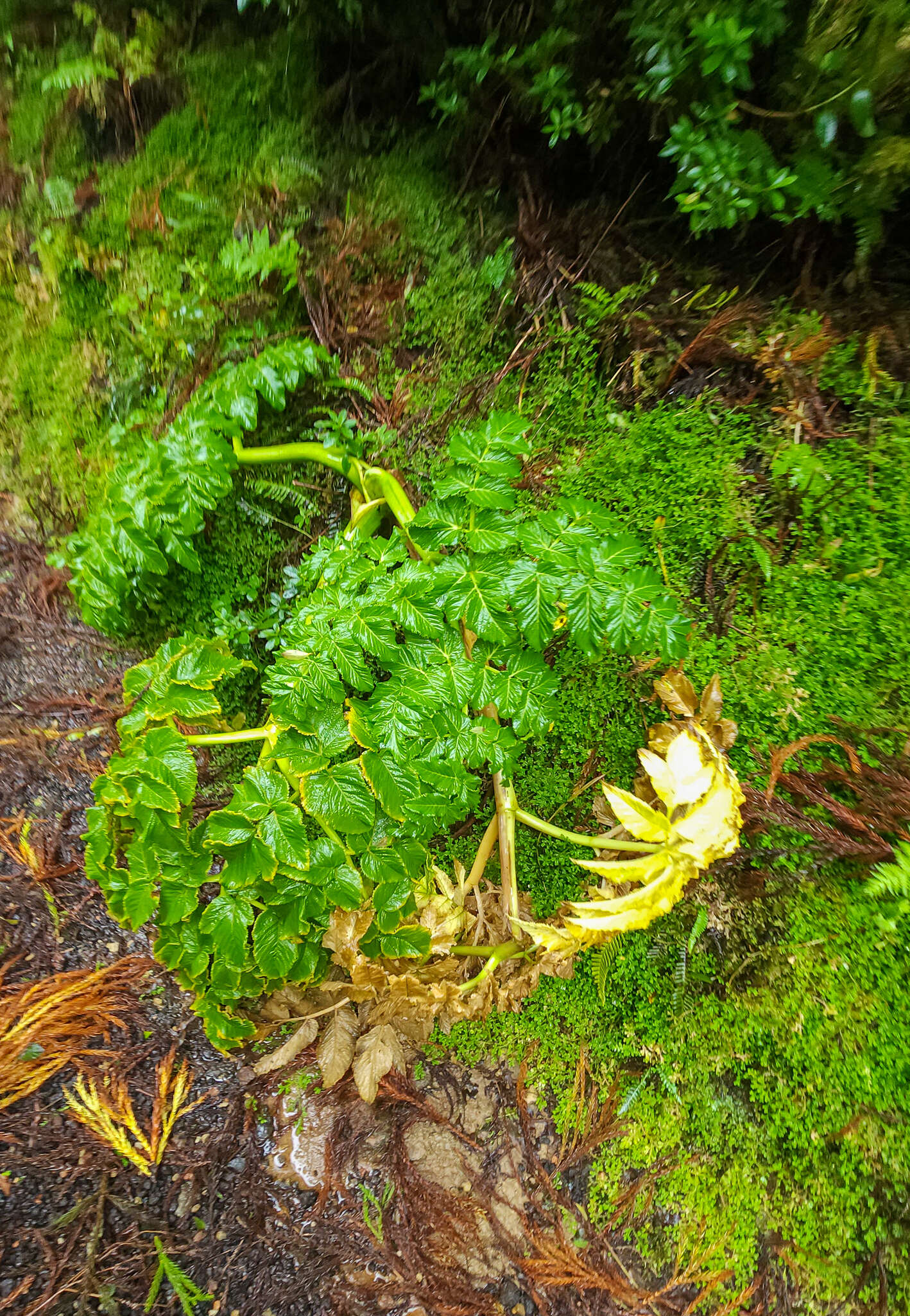 Image of Angelica lignescens