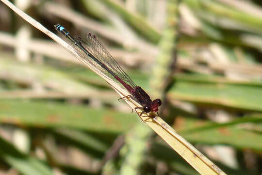 Andinagrion Bulla 1973 resmi