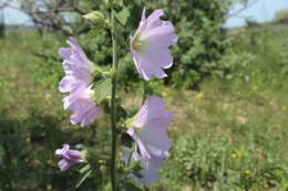 Image of hollyhock