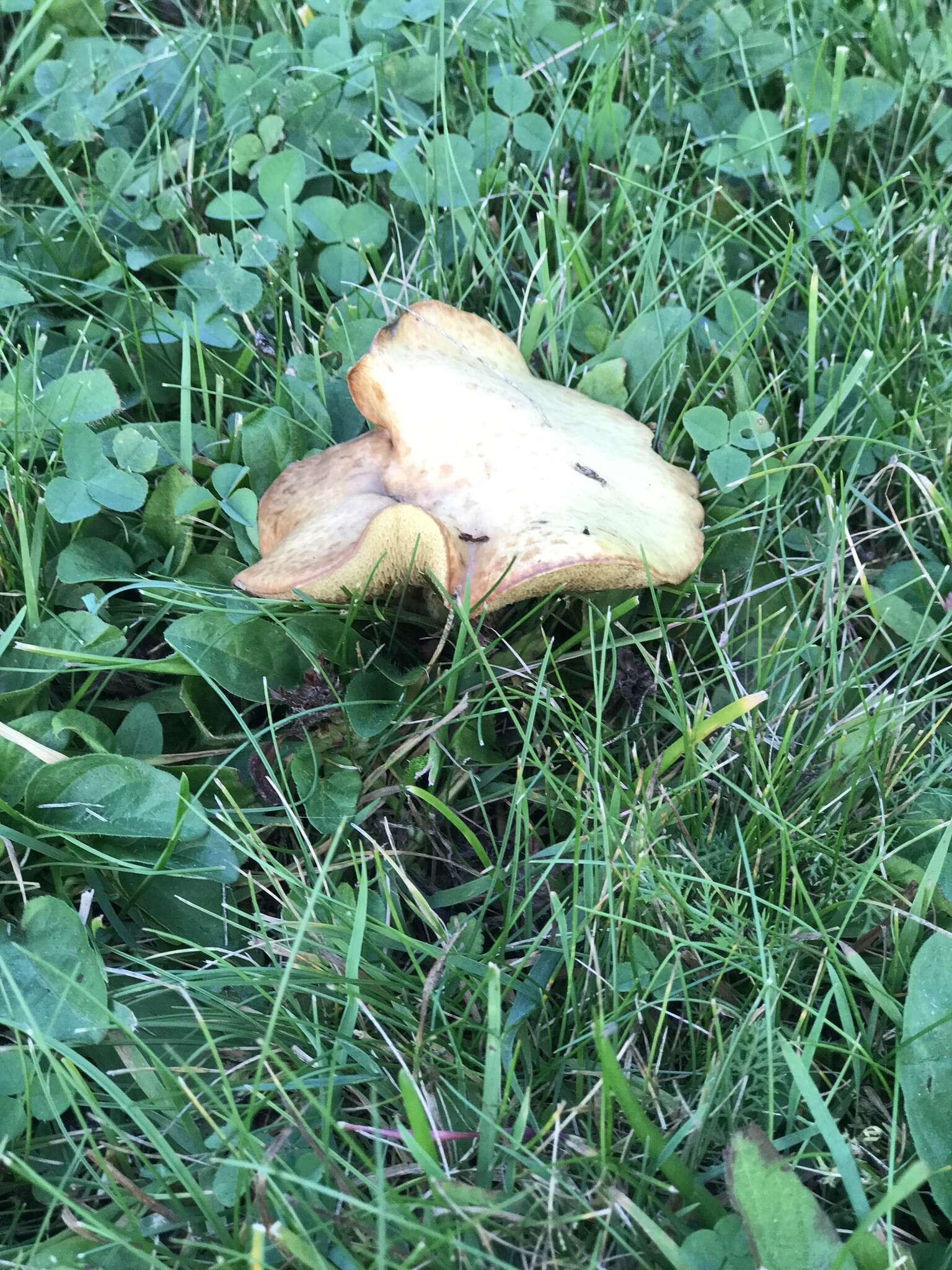 Image of Tricholoma muricatum Shanks 1996