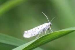 Image of Bird-cherry Ermine