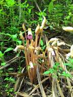 Image of Aeginetia indica L.