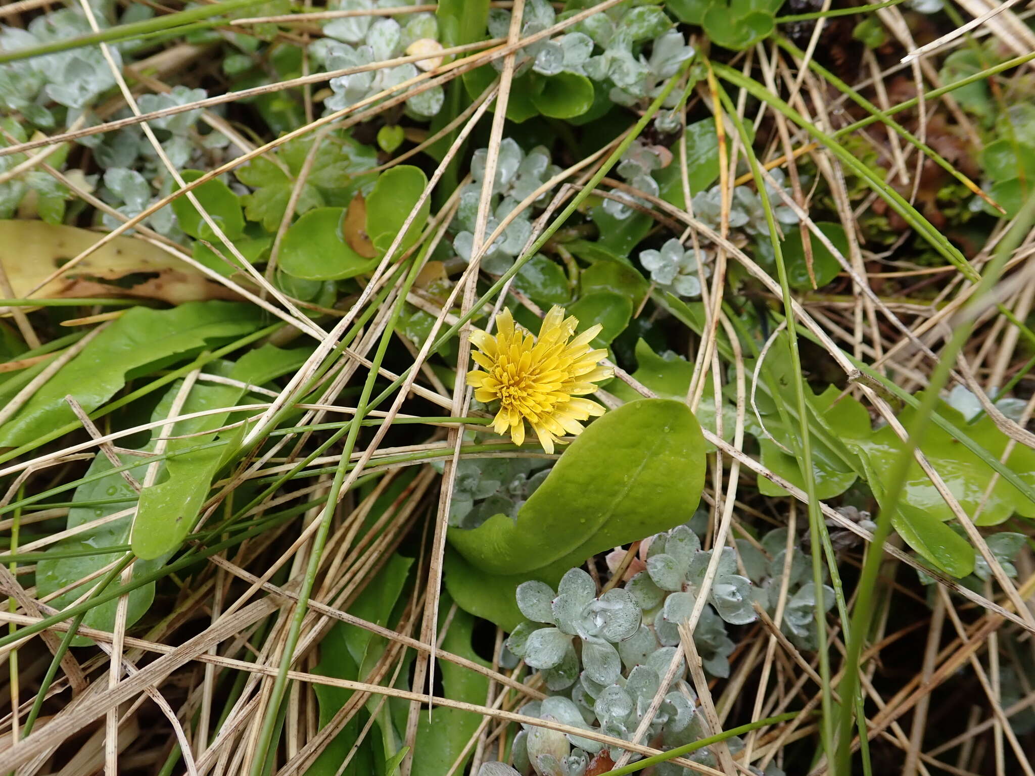 Image of Taraxacum zealandicum Dahlst.