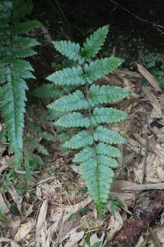 Image of Microlepia trichocarpa Hayata