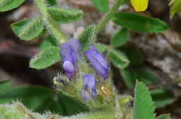 Imagem de Astragalus sesameus L.