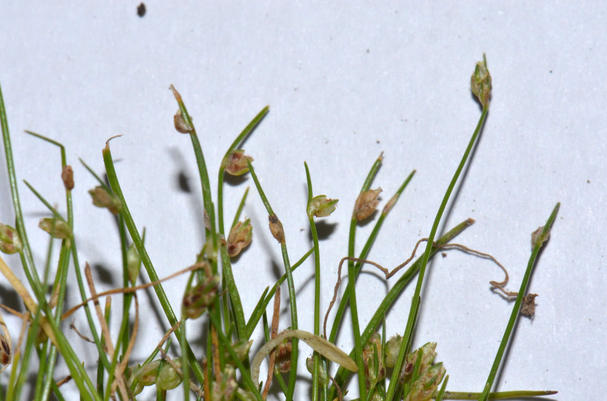 Image of Isolepis cernua var. platycarpa (S. T. Blake) Muasya