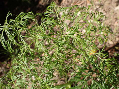 صورة Ferula glauca L.