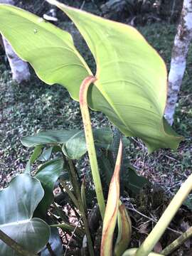 Imagem de Philodendron loefgrenii Engl.