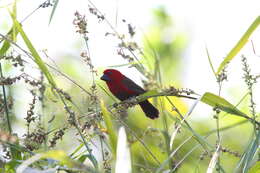 Image of Crimson Seedcracker