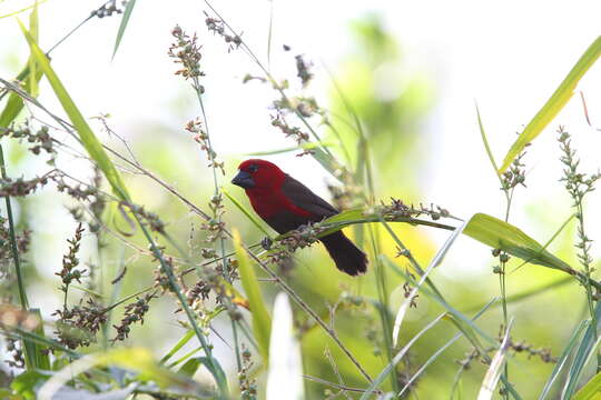 Sivun Pyrenestes sanguineus Swainson 1837 kuva