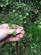 Image of Coprosma spathulata A. Cunn.