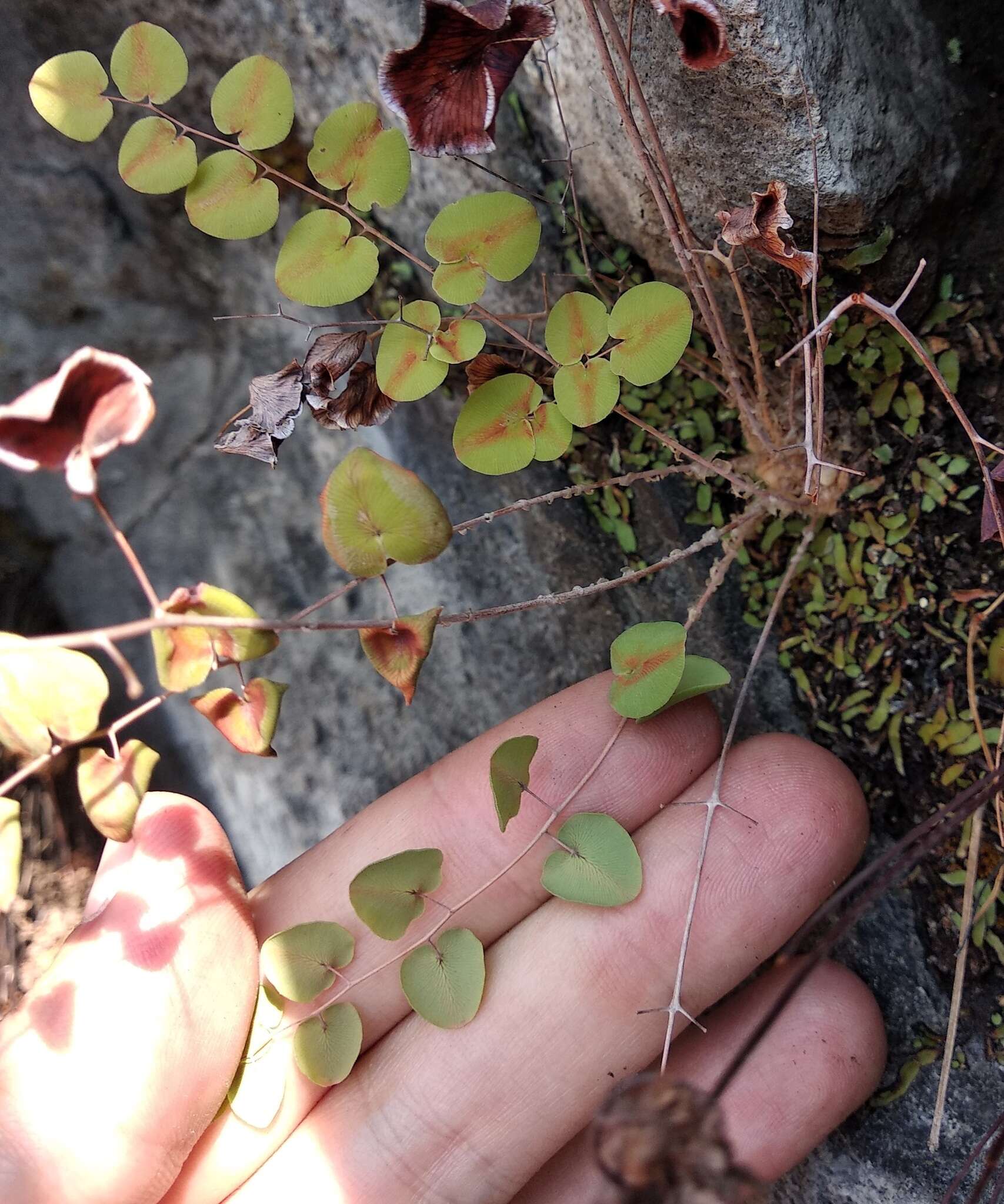 Image of heartleaf cliffbrake