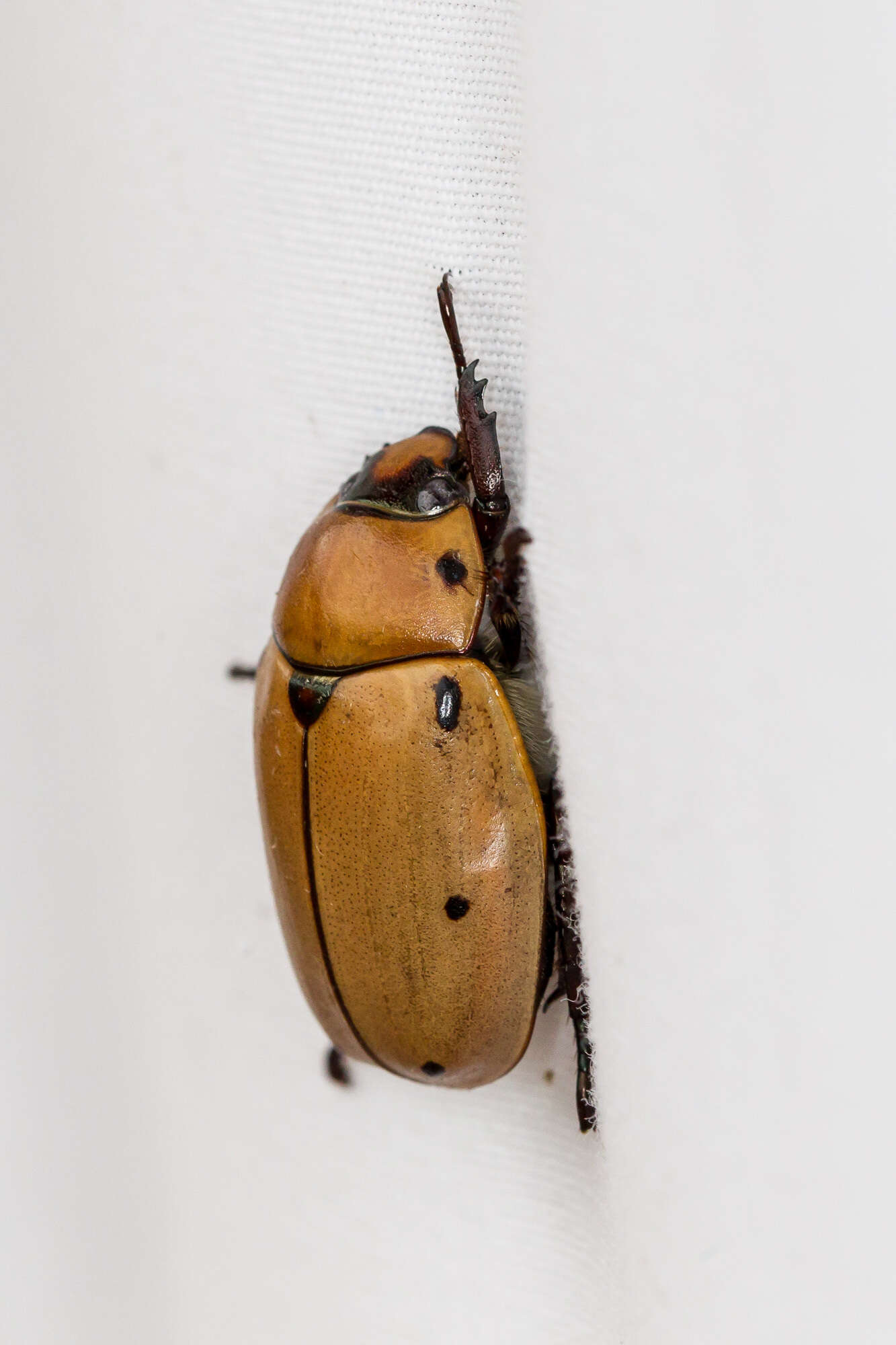 Image of Grapevine Beetle