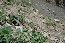 Image of Chenopodium sosnowskyi Kapeller