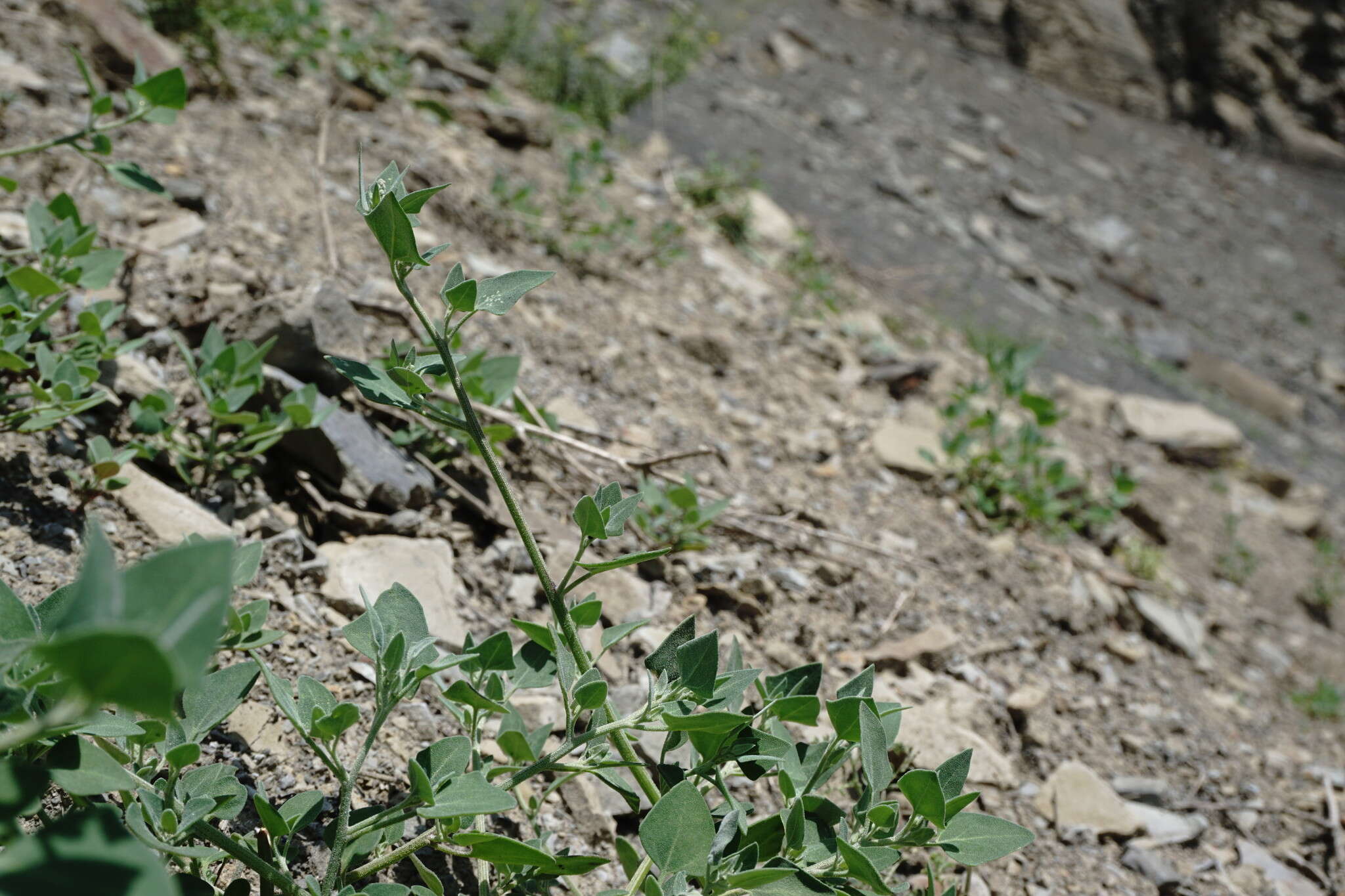 Image of Chenopodium sosnowskyi Kapeller