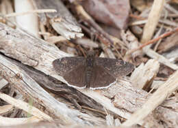 Image of Funereal Duskywing