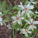 Image of Leontopodium japonicum var. shiroumense Nakai ex Kitam.