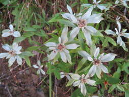 Image of Leontopodium japonicum var. shiroumense Nakai ex Kitam.