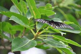 Image of <i>Troides magellanus sonani</i> Matsumura 1932