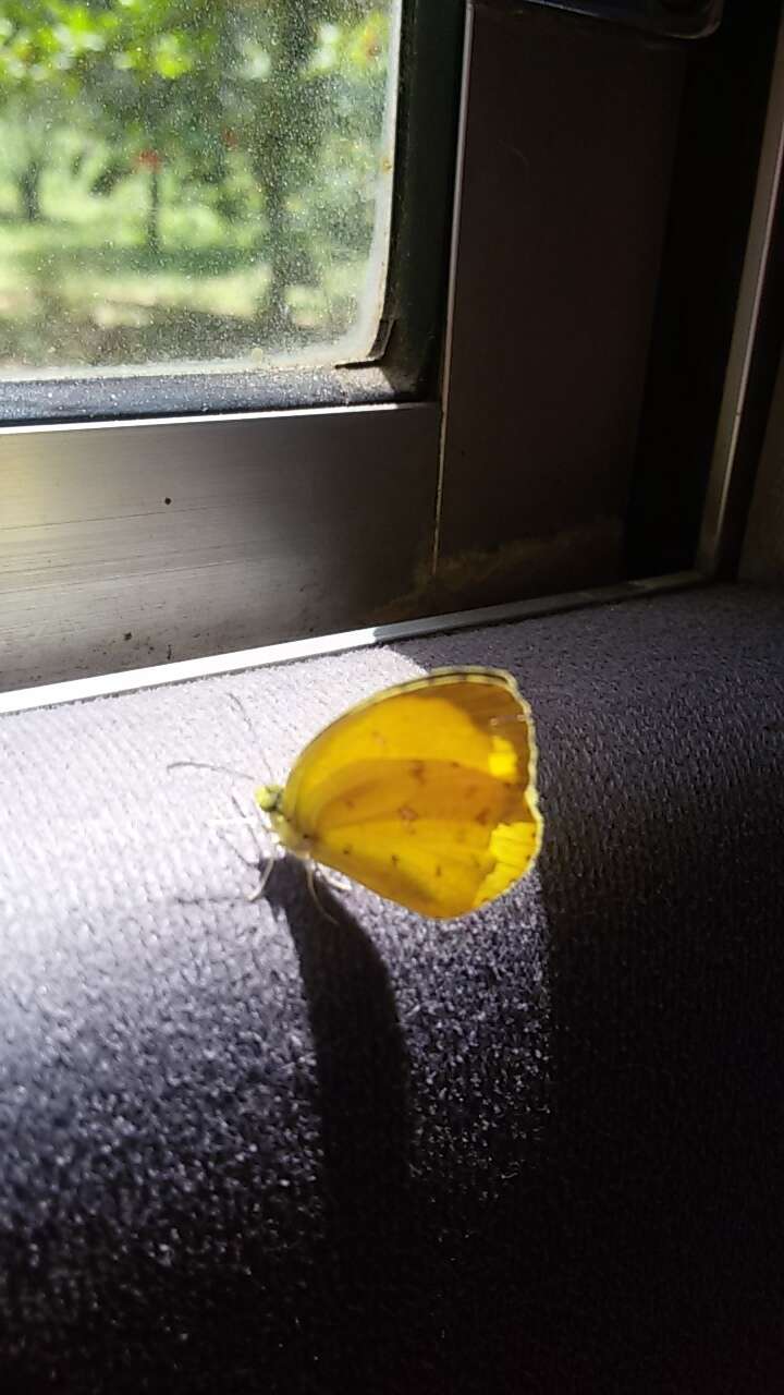 Image of <i>Eurema <i>floricola</i></i> floricola