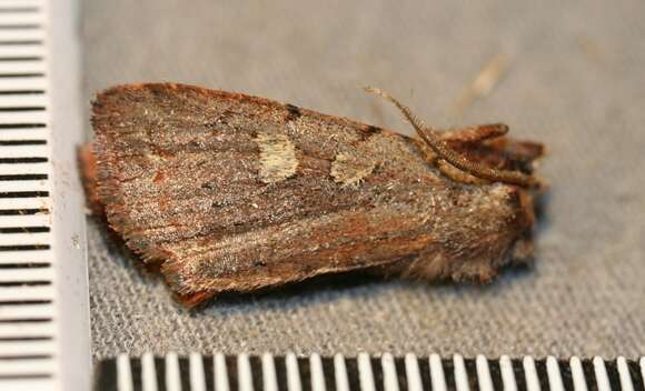 Image of Dull Reddish Dart