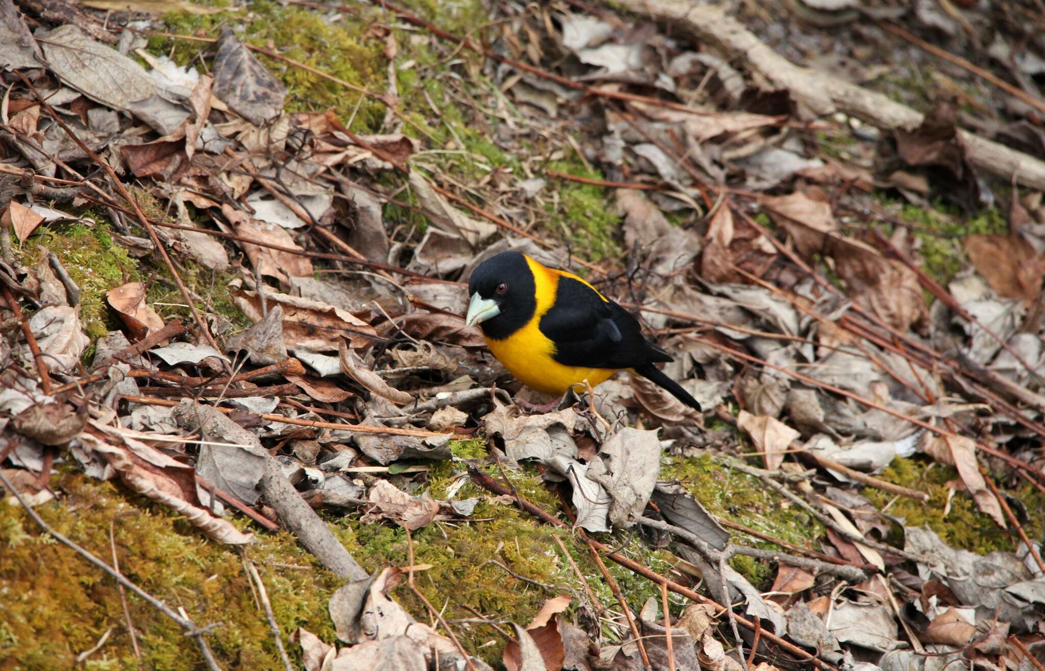 Image of Collared Grosbeak