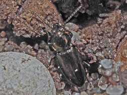 Plancia ëd Bembidion (Chlorodium) pygmaeum (Fabricius 1792)