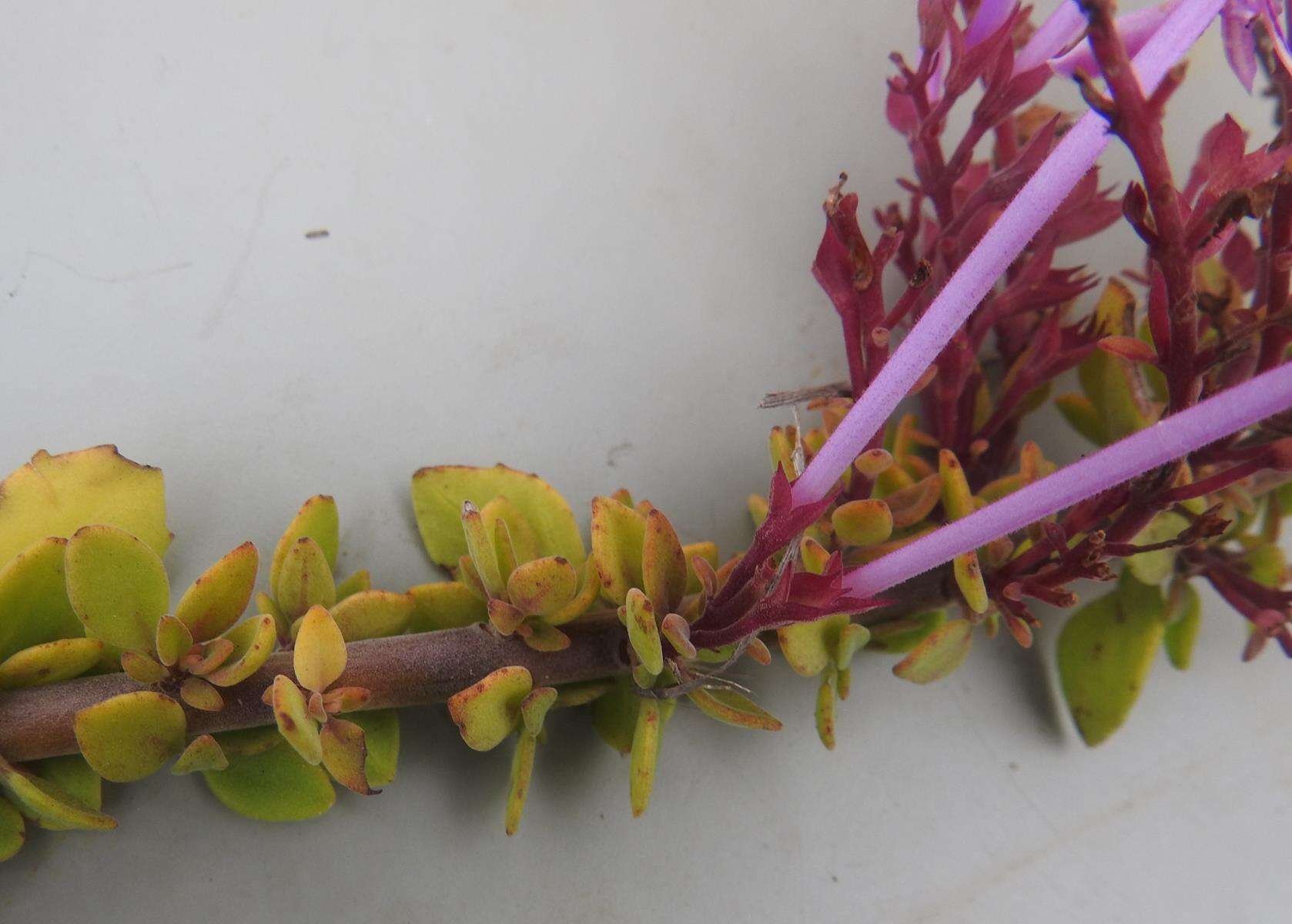 Image of Thorncroftia longiflora N. E. Br.