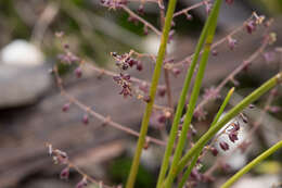 Image of Lomandra micrantha (Endl.) Ewart