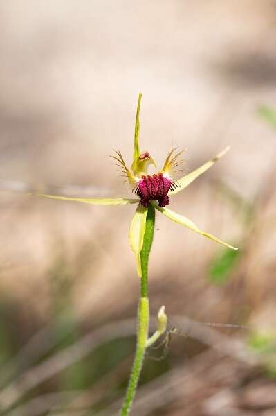 Image of Scott River spider orchid