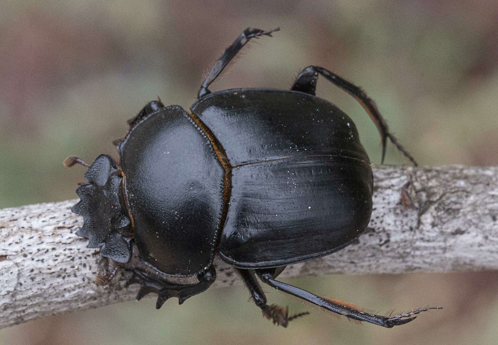 Image of Scarabaeus deludens Zur Strassen 1961