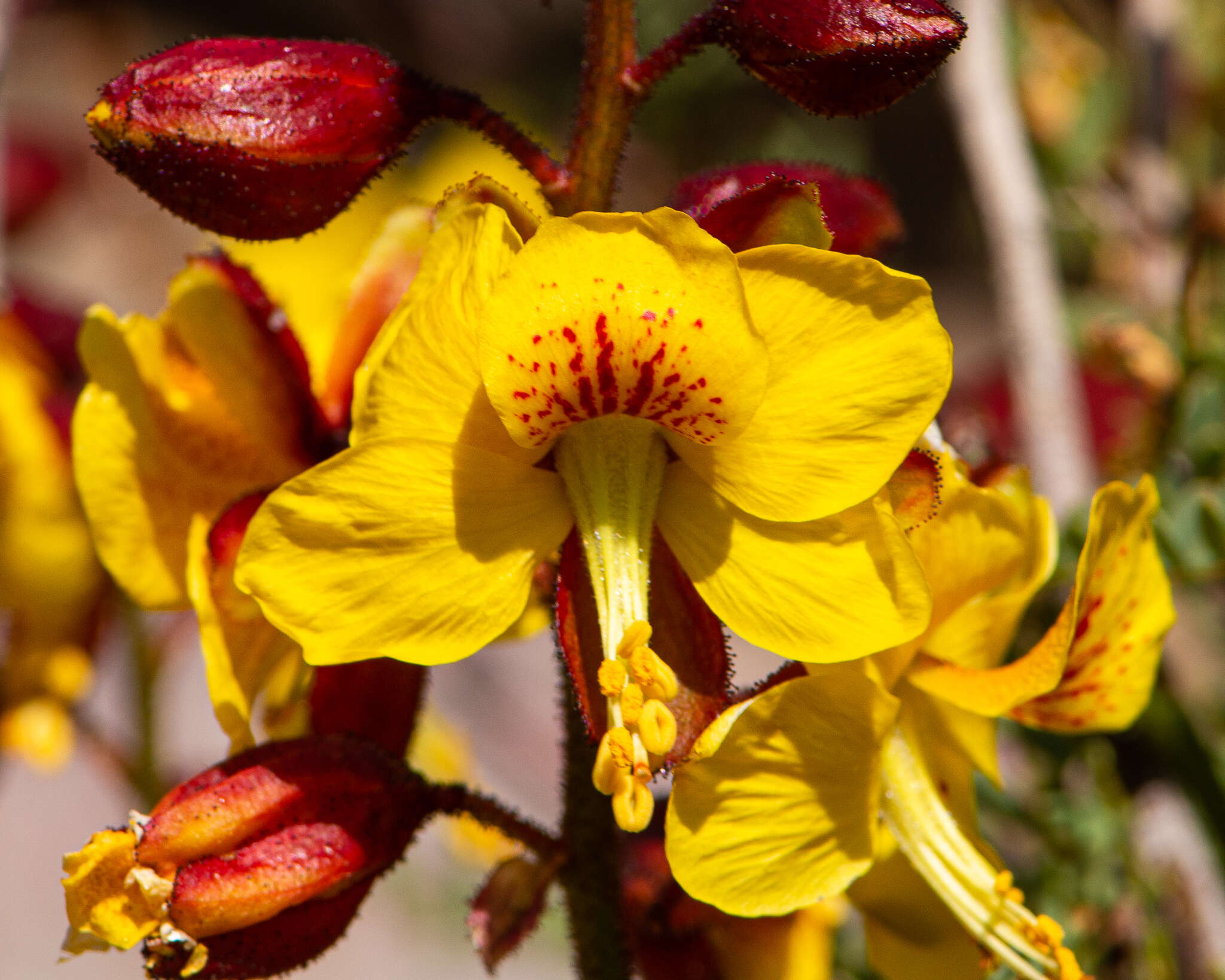 Image of <i>Erythrostemon angulatus</i>