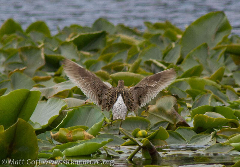 Image de Nuphar polysepala Engelm.