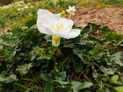 Слика од Oenothera acaulis Cav.