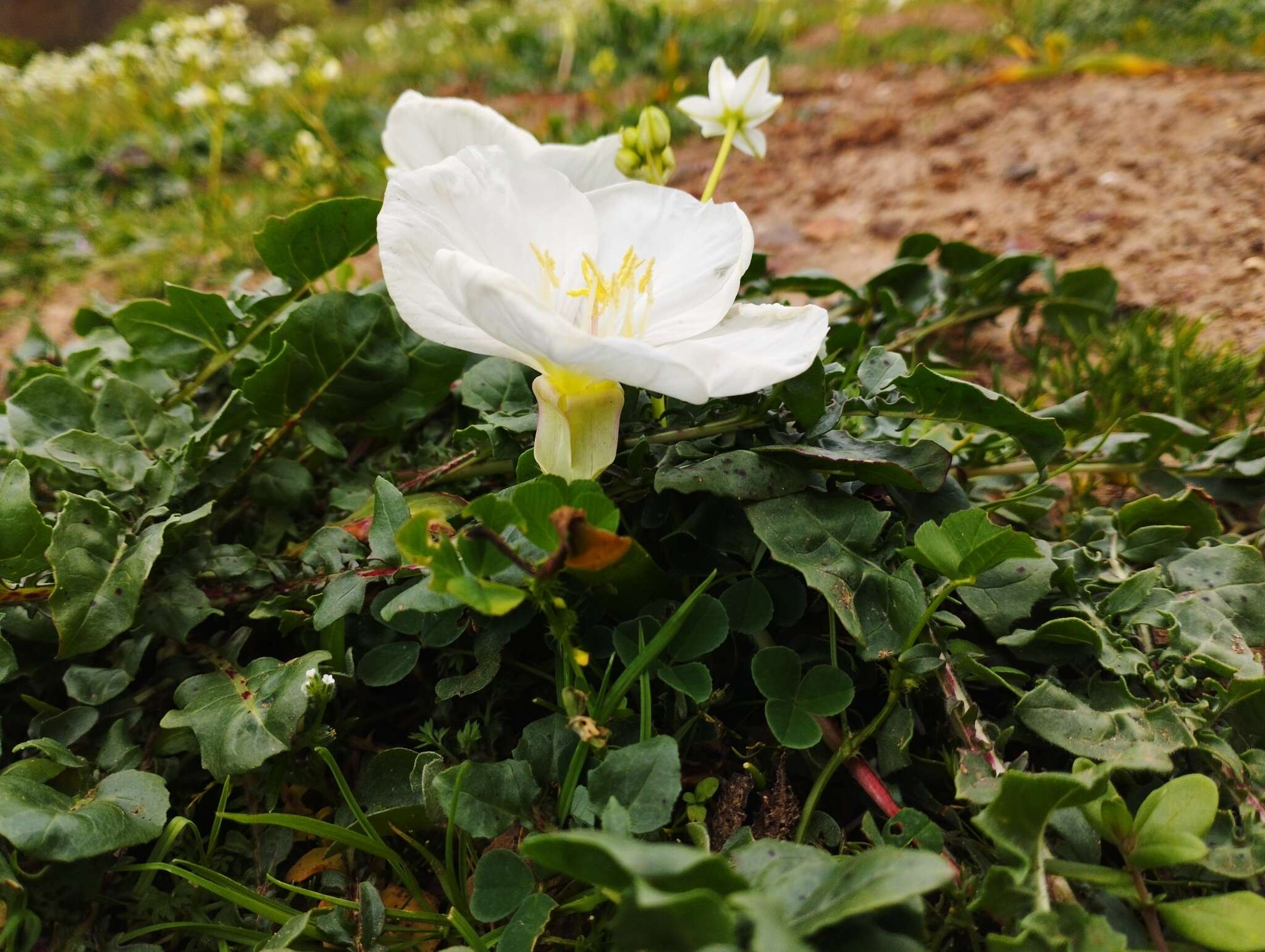 Imagem de Oenothera acaulis Cav.