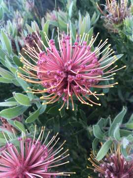 Plancia ëd Leucospermum tottum (L.) R. Br.