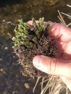 Image of largeleaf fissidens moss